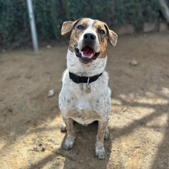 Enlarge Roadee, a Adoptable mixed breed in Riverside, CA image 1/6