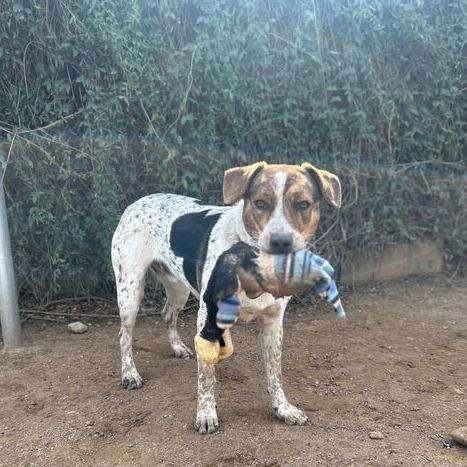 Enlarge Roadee, a Adoptable mixed breed in Riverside, CA image 2/6