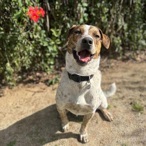 Enlarge Roadee, a Adoptable mixed breed in Riverside, CA image 3/6