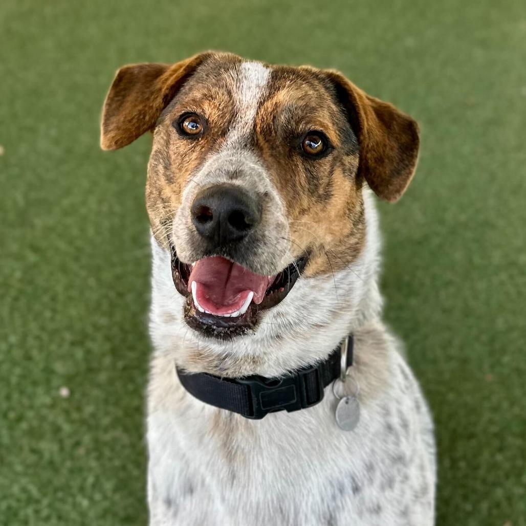 Enlarge Roadee, a Adoptable mixed breed in Riverside, CA image 4/6