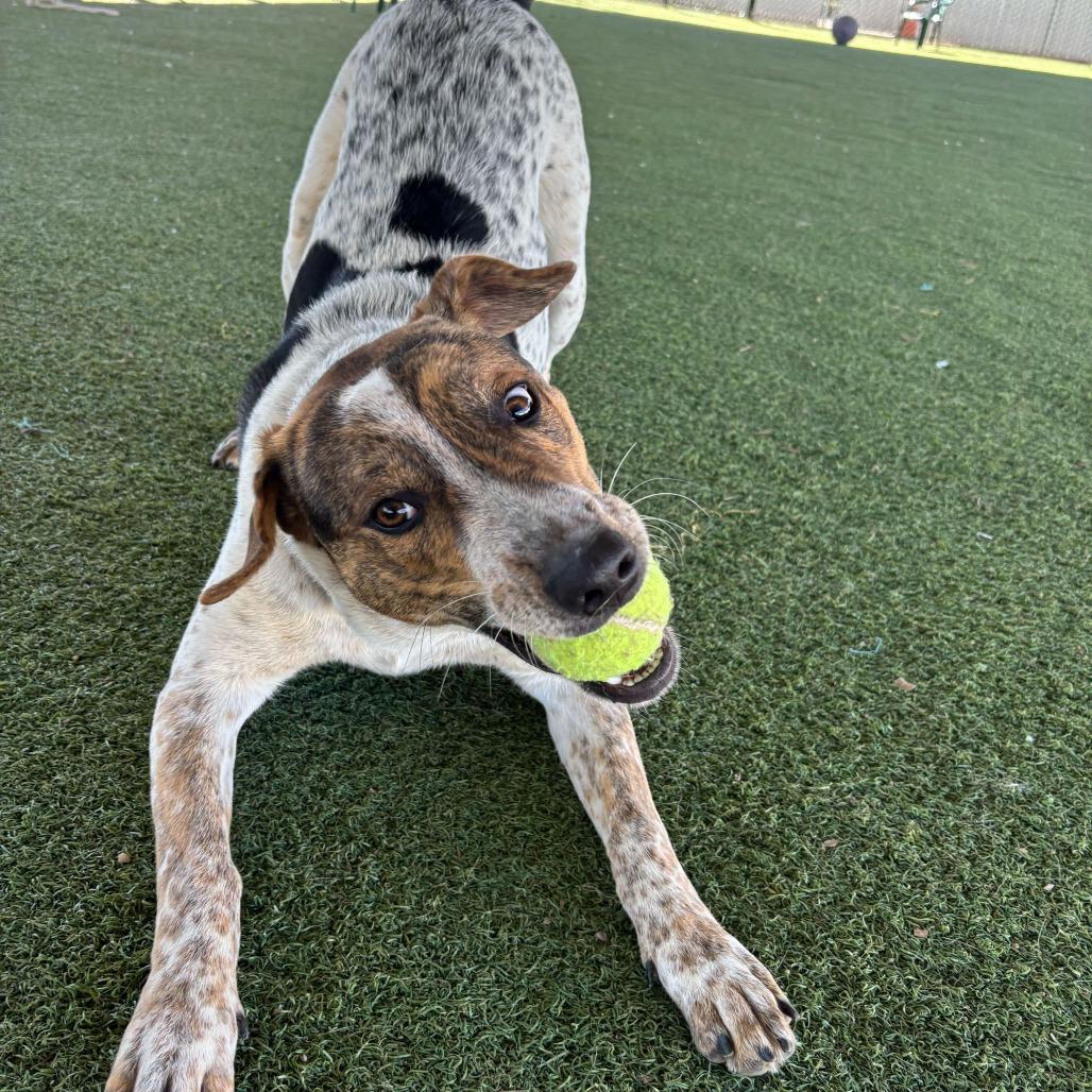 Enlarge Roadee, a Adoptable mixed breed in Riverside, CA image 5/6