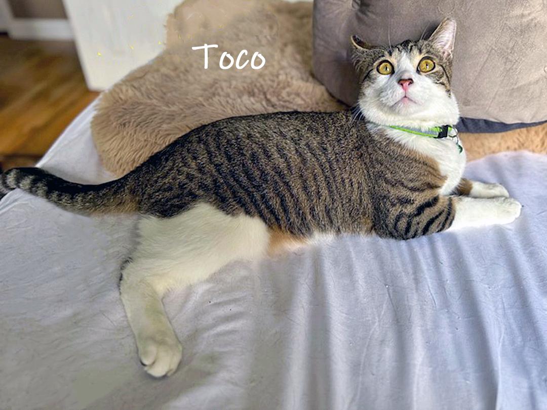 Toco, Adoptable, Adult Male Domestic Short Hair.