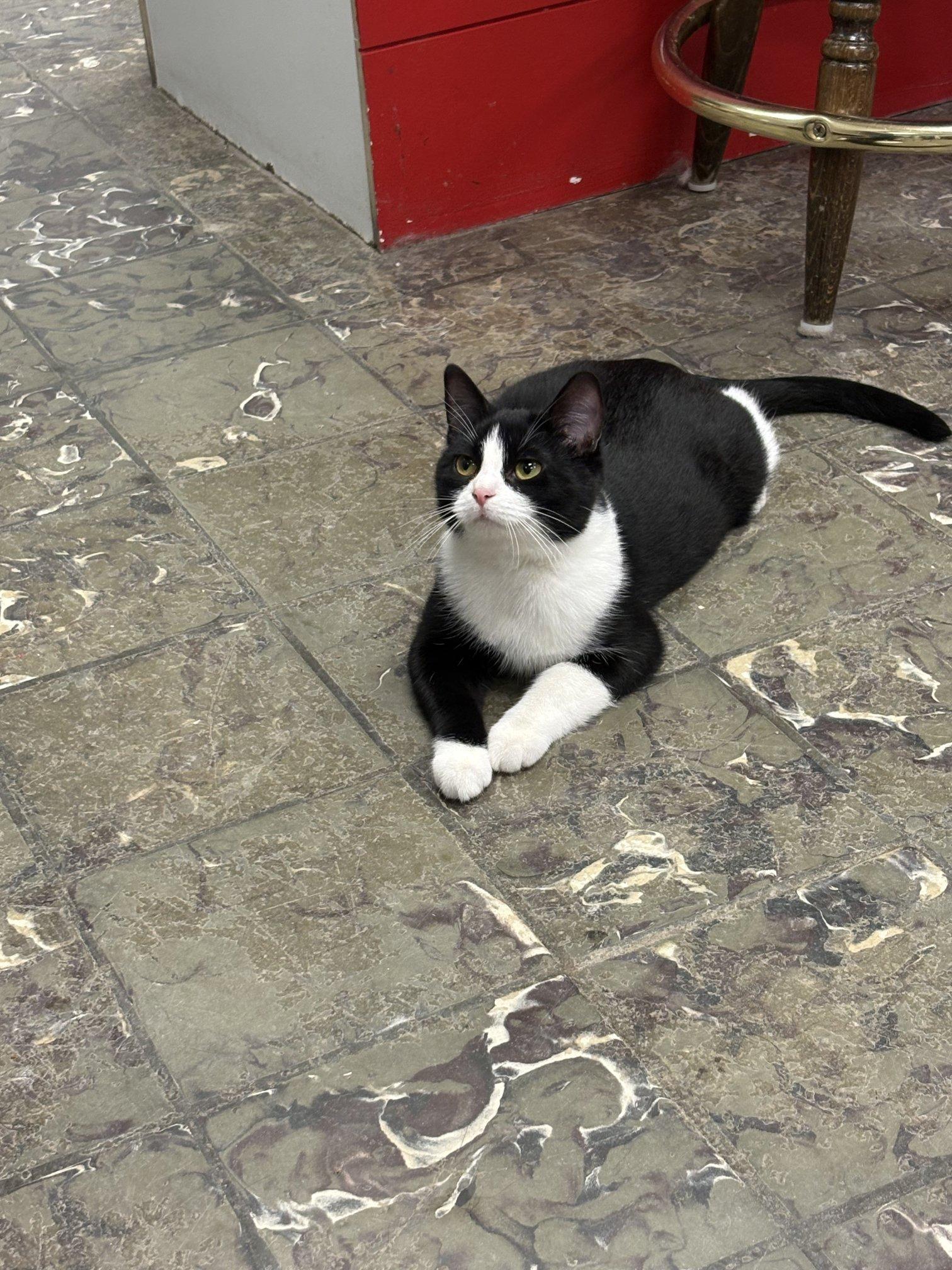 Enlarge Poblano, an adoptable Domestic Short Hair in Hamburg, NY image 2/2