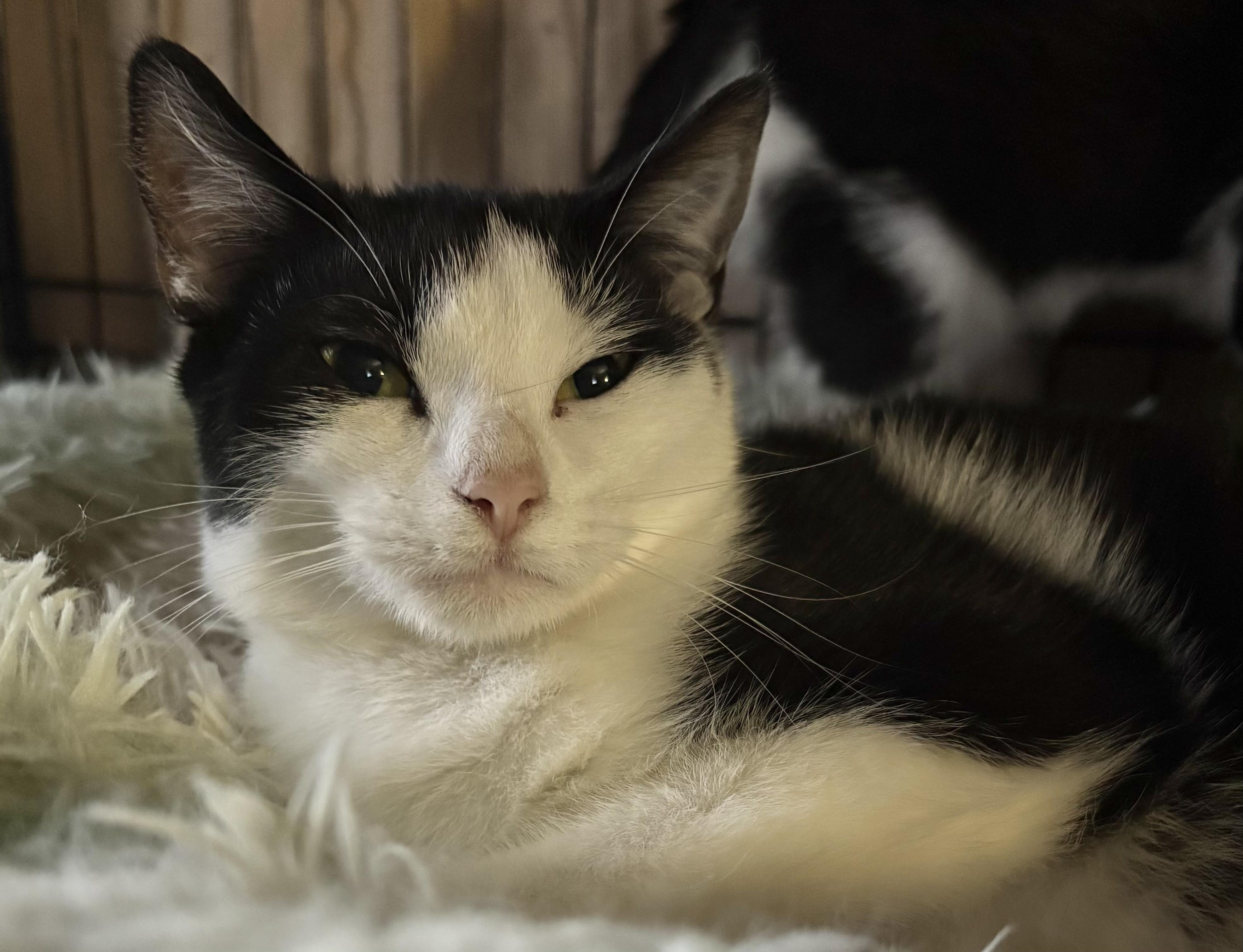 Poblano, adoptable, Kitten Male Domestic Short Hair.