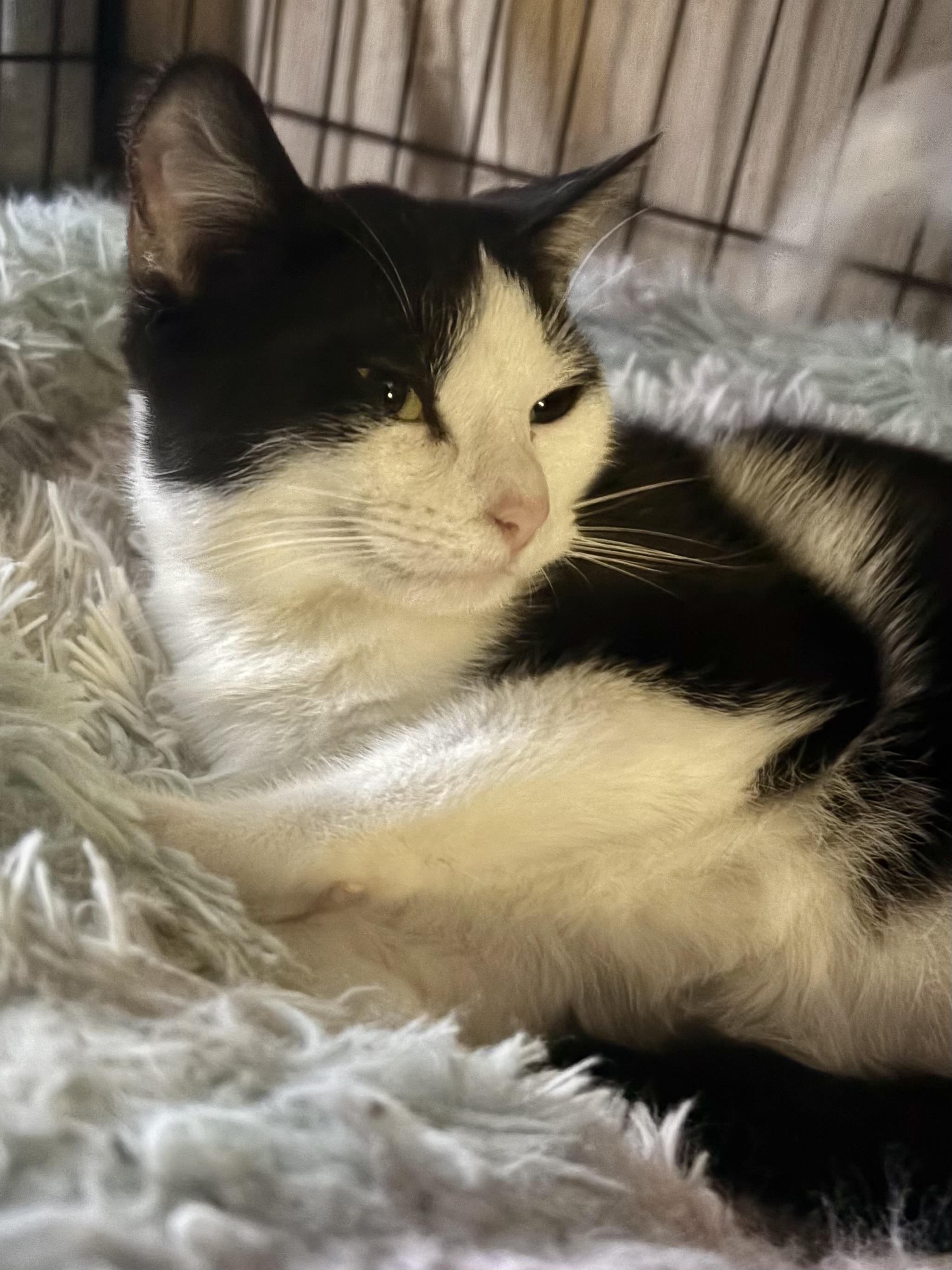 Enlarge Poblano, an adoptable Domestic Short Hair in Hamburg, NY image 3/3