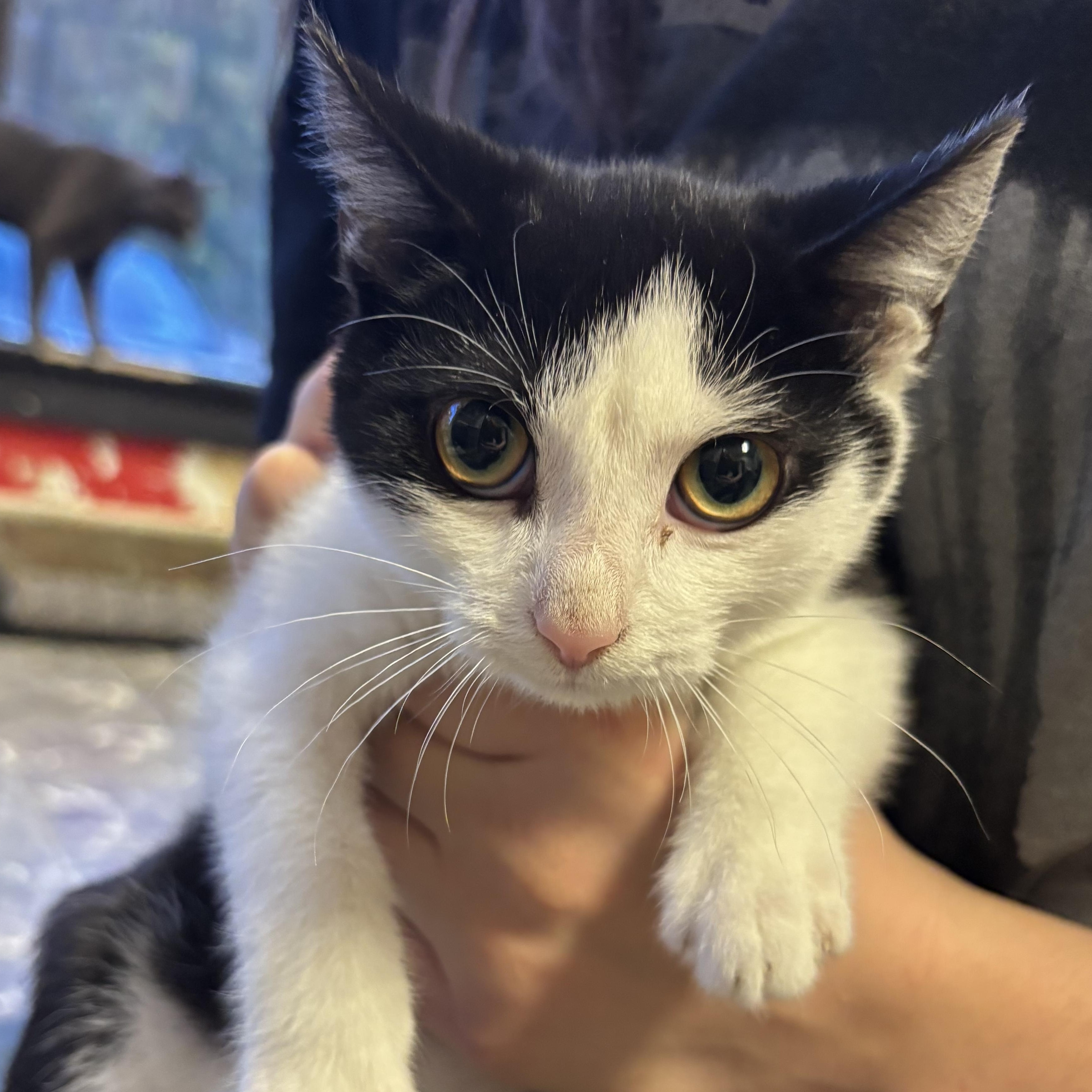 Enlarge Poblano, an adoptable Domestic Short Hair in Hamburg, NY image 2/3