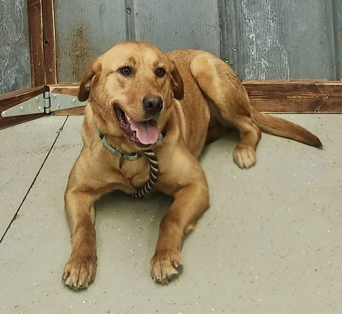 Iris — thumbnail 6