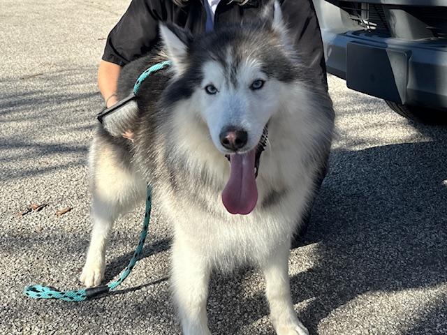 LAVENDER*, Adoptable, Adult Female Alaskan Malamute & Siberian Husky.