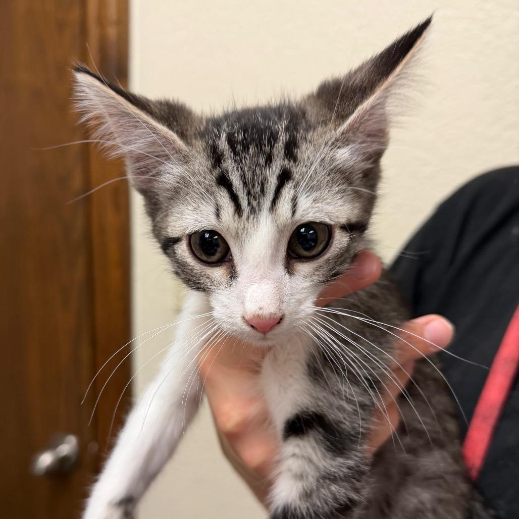 Enlarge Tommy F-21632, a Adoptable Domestic Short Hair in Oklahoma City, OK image 1/6