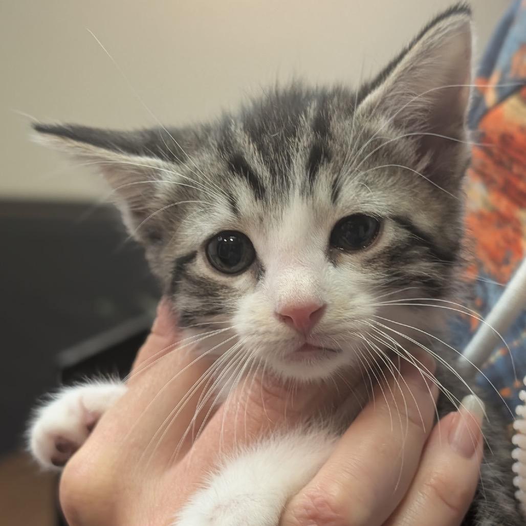 Enlarge Tommy F-21632, a Adoptable Domestic Short Hair in Oklahoma City, OK image 4/5