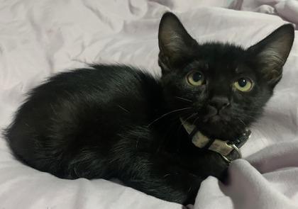 Charlotte, a Adoptable Domestic Short Hair in Scottsdale, AZ image 1/3