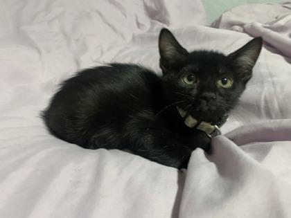 Charlotte, a Adoptable Domestic Short Hair in Scottsdale, AZ image 3/3