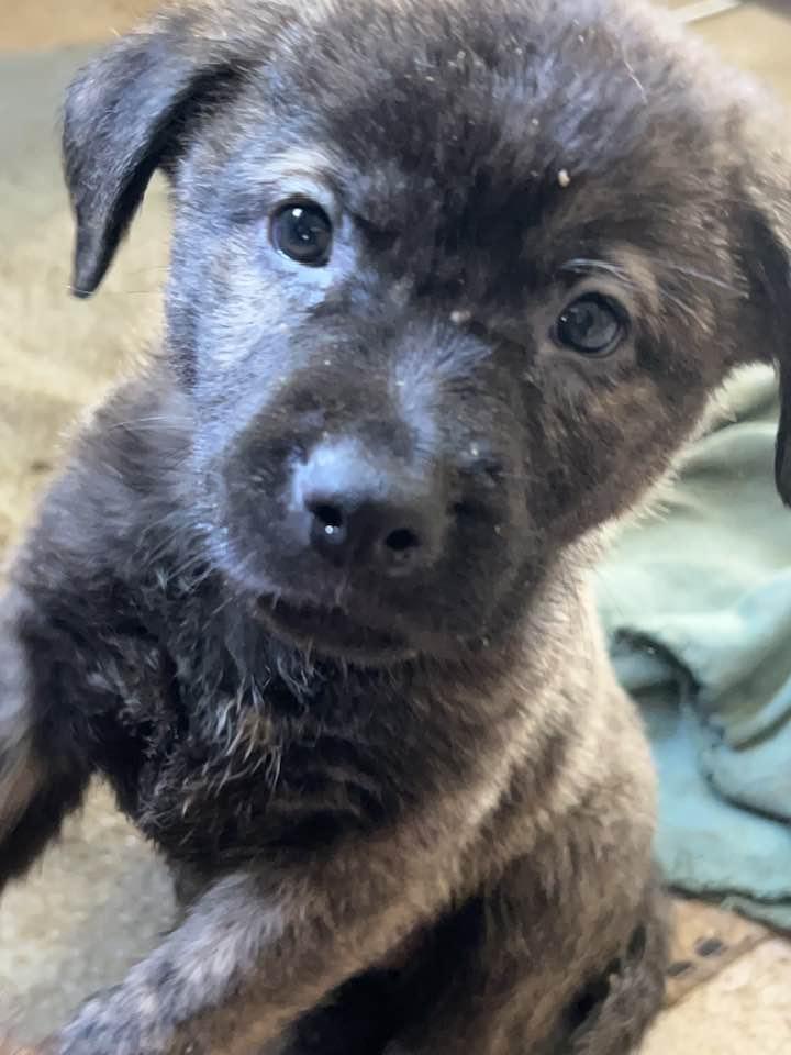 TEDDY, Adopted, Puppy Male Labrador Retriever & Shepherd.
