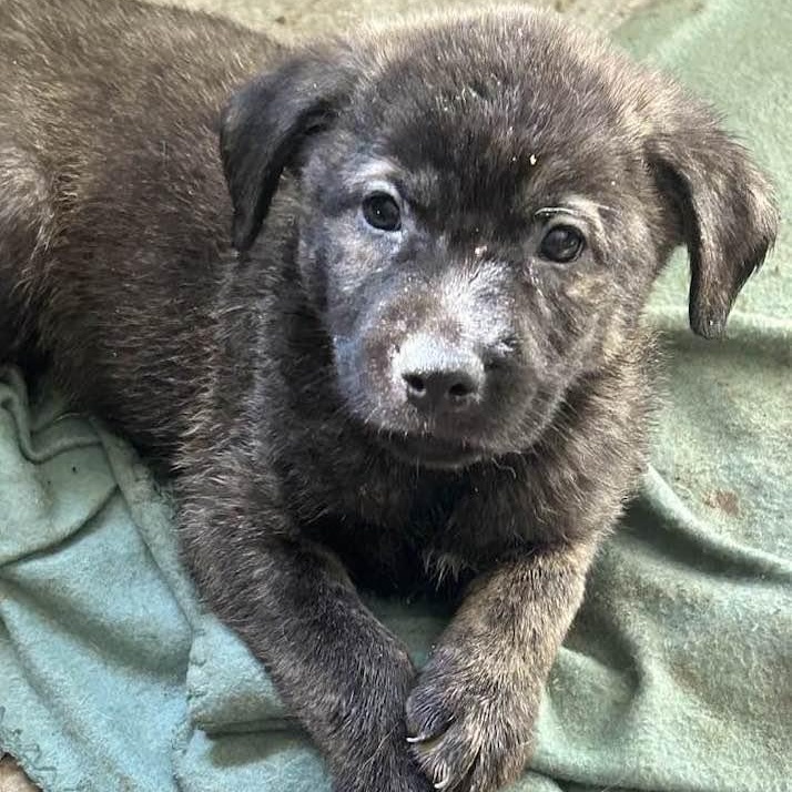 Enlarge TEDDY, a Adopted mixed breed in Vacaville, CA image 2/2