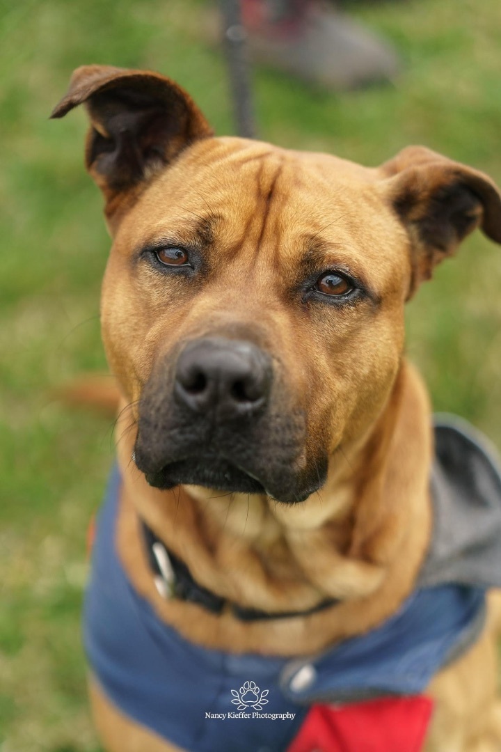 Chase, an adoptable Black Mouth Cur in Jamesville, NY, 13078 | Photo Image 6