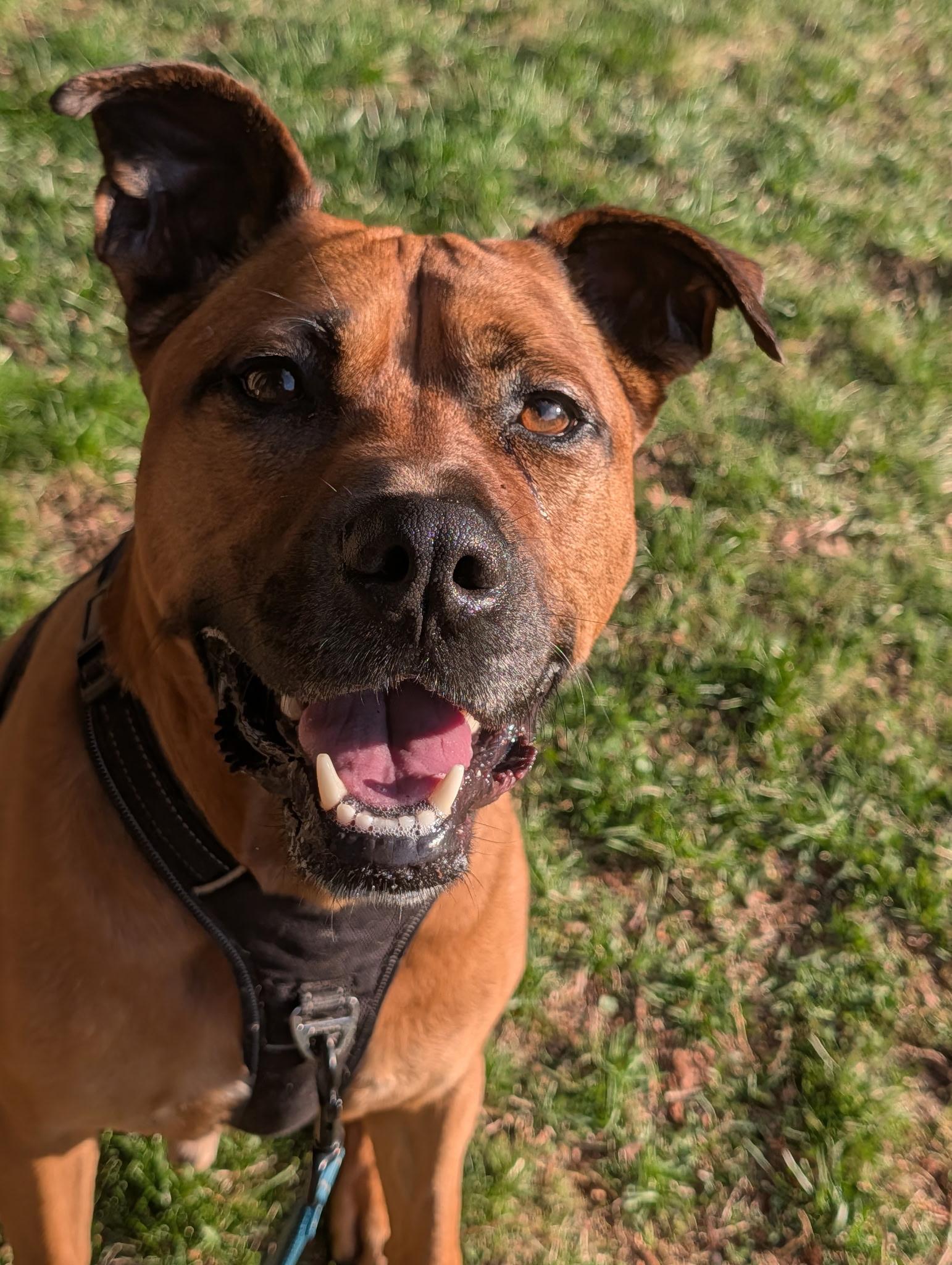 Chase, an adoptable mixed breed in Jamesville, NY image 5/6