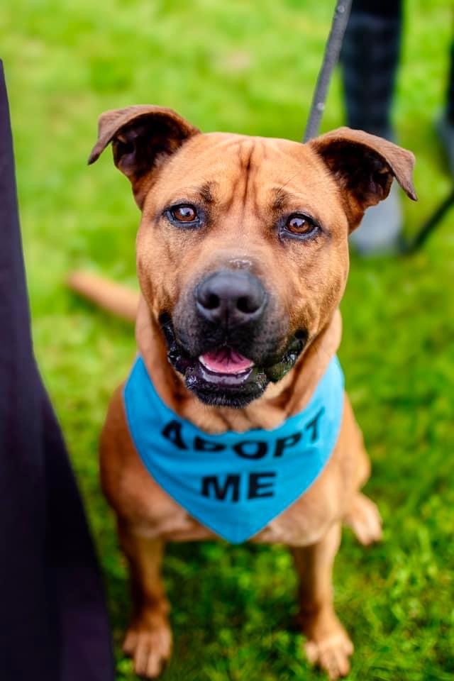 Chase, an adoptable Black Mouth Cur in Jamesville, NY, 13078 | Photo Image 3