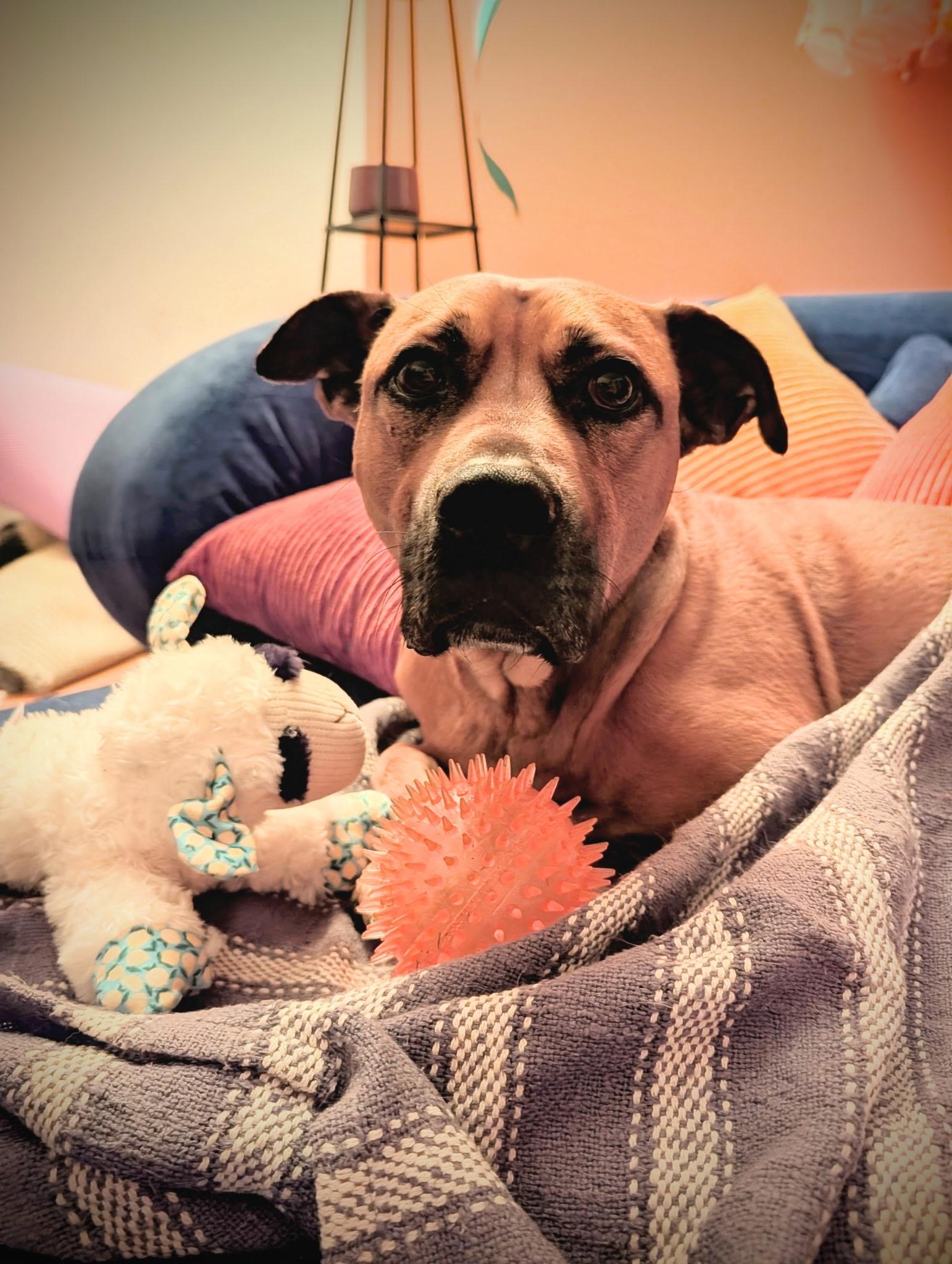 Chase, an adoptable mixed breed in Jamesville, NY image 3/6