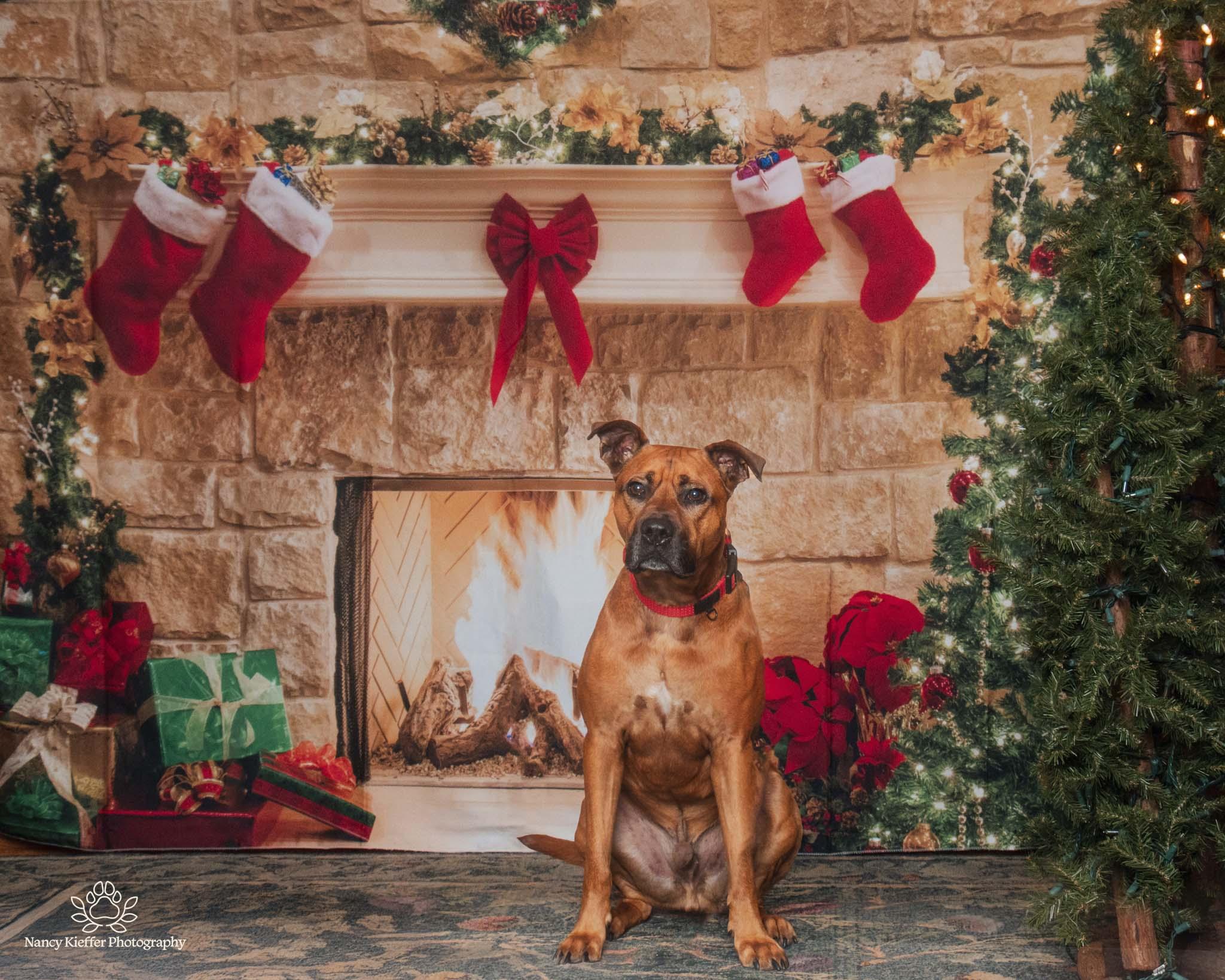 Chase, a Adoptable mixed breed in Jamesville, NY image 2/6