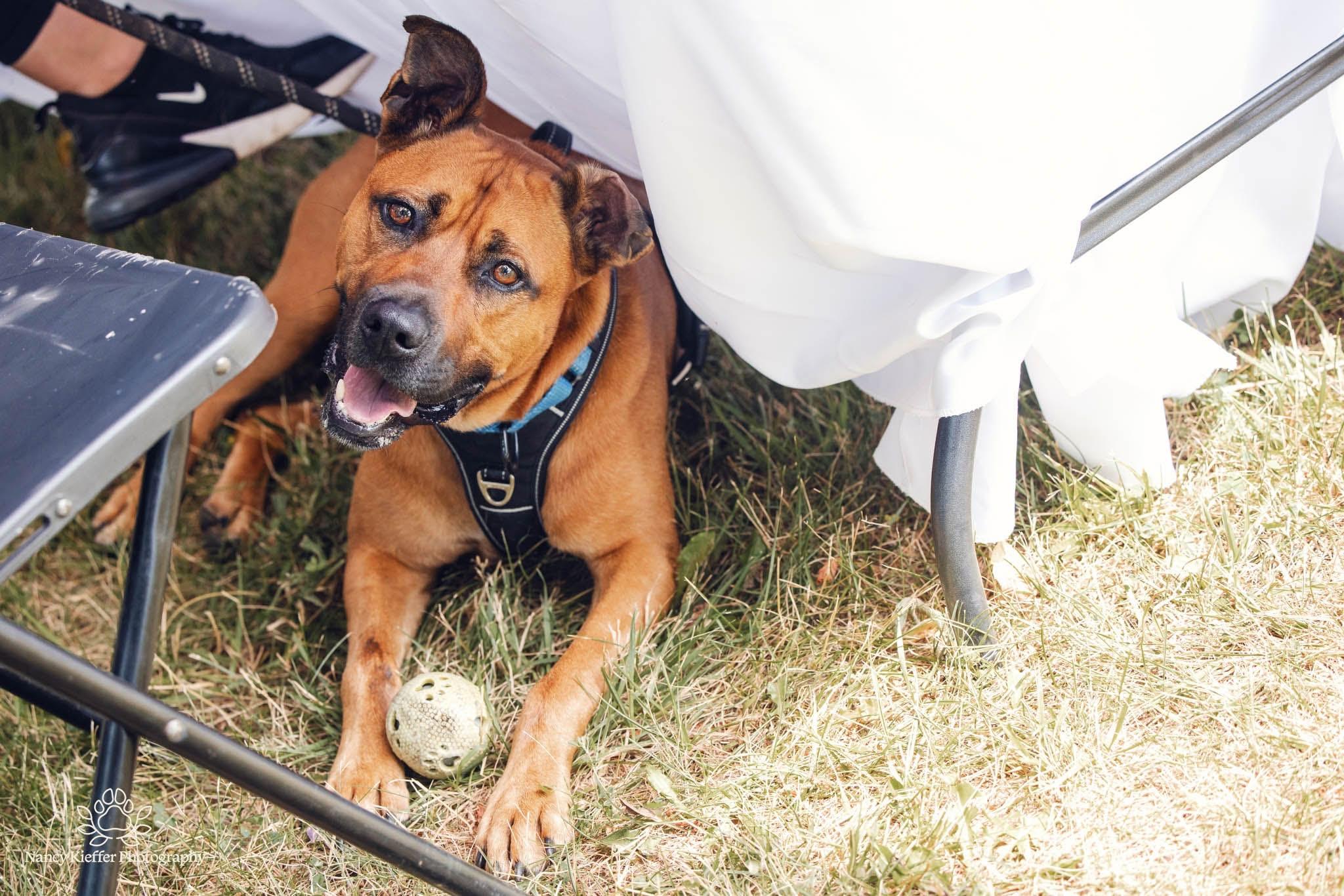 Chase, an adoptable Black Mouth Cur in Jamesville, NY, 13078 | Photo Image 5