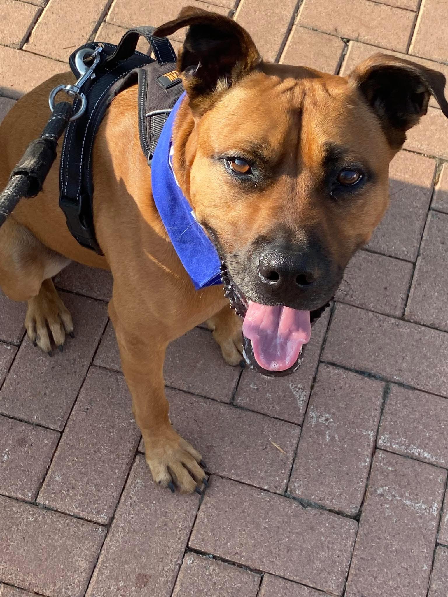 Chase, a Adoptable mixed breed in Jamesville, NY image 3/6