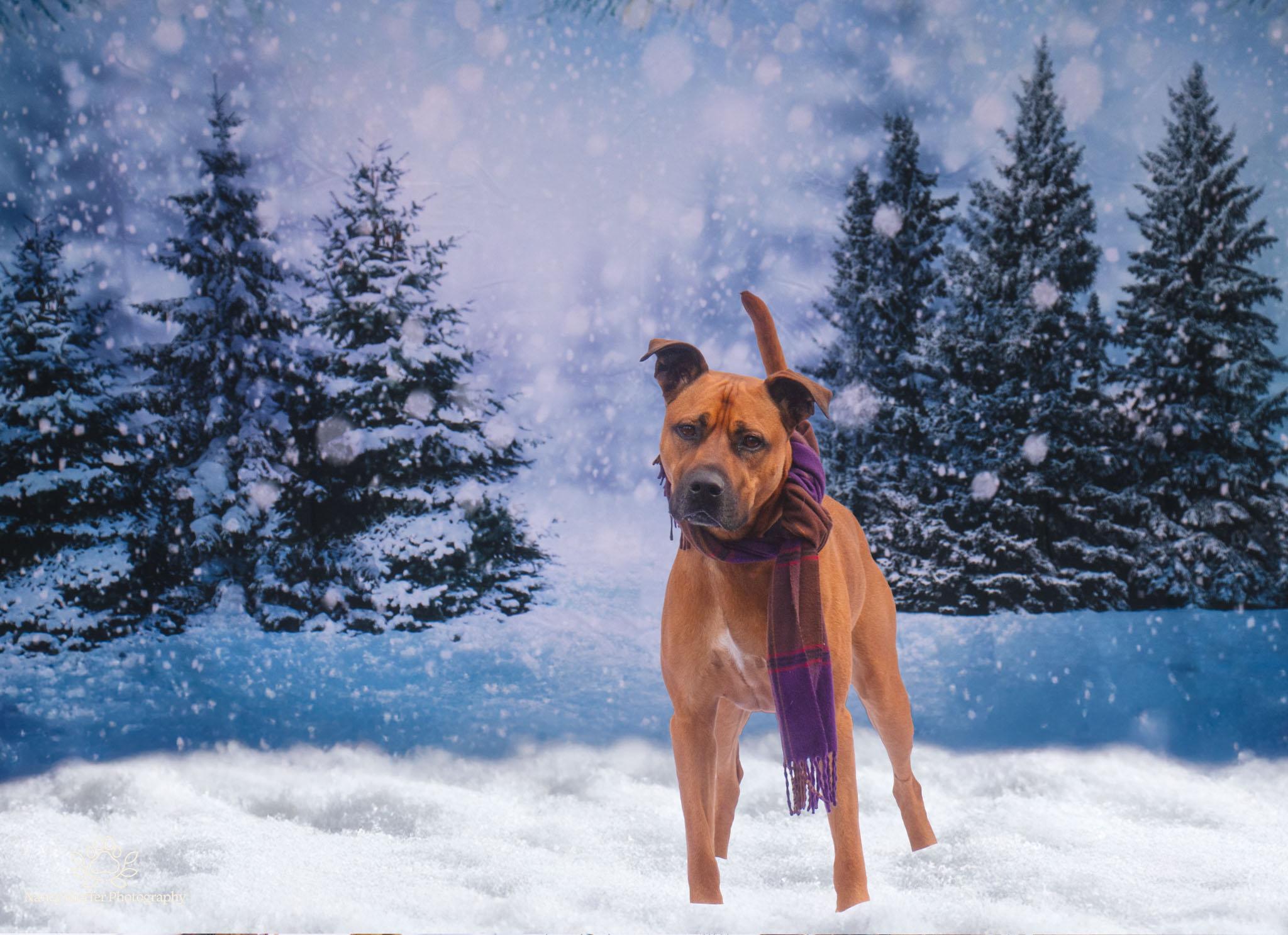 Chase, a Adoptable mixed breed in Jamesville, NY image 1/6