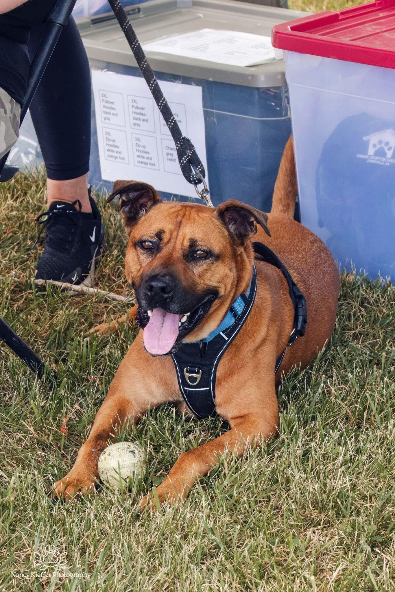 Chase, an adoptable Black Mouth Cur in Jamesville, NY, 13078 | Photo Image 2