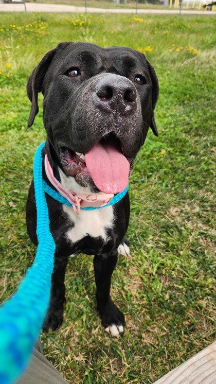 Rhea Ripley, adoptable, Adult Female Mixed Breed.