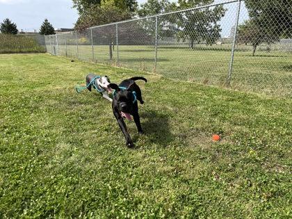 Enlarge Rhea Ripley, an adoptable mixed breed in Appleton, WI image 5/5