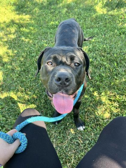 Enlarge Rhea Ripley, an adoptable mixed breed in Appleton, WI image 2/5