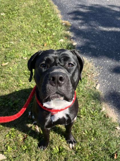 Enlarge Rhea Ripley, an adoptable mixed breed in Appleton, WI image 4/5