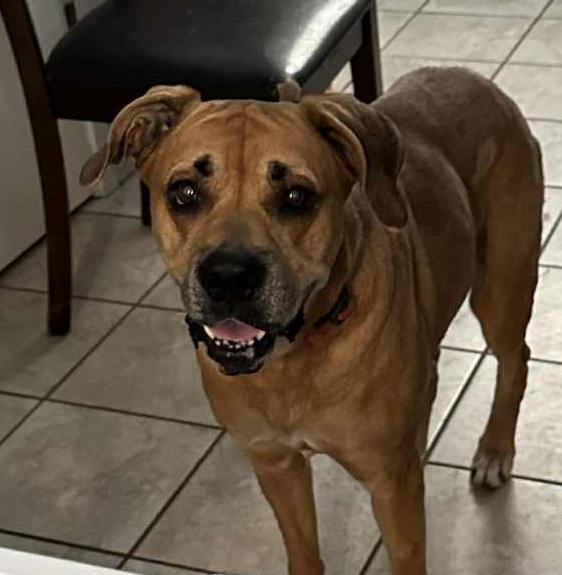 Sansa, a Adoptable mixed breed in Temple, TX image 3/6