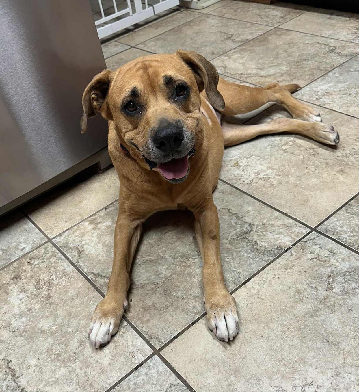Sansa, a Adoptable mixed breed in Temple, TX image 4/6