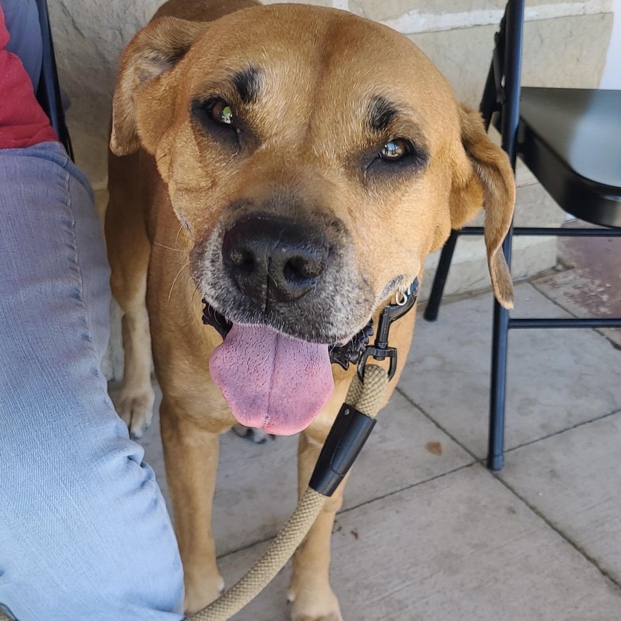 Sansa, a Adoptable mixed breed in Temple, TX image 2/6