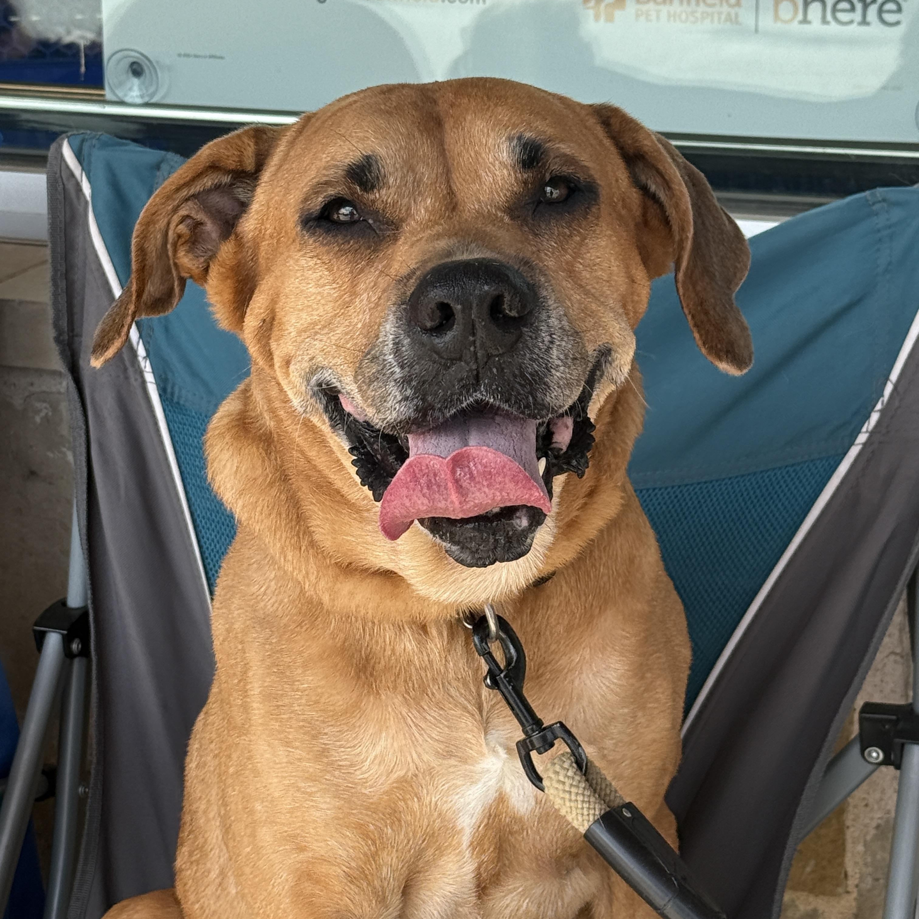 Sansa, Adoptable, Senior Female Boxer.