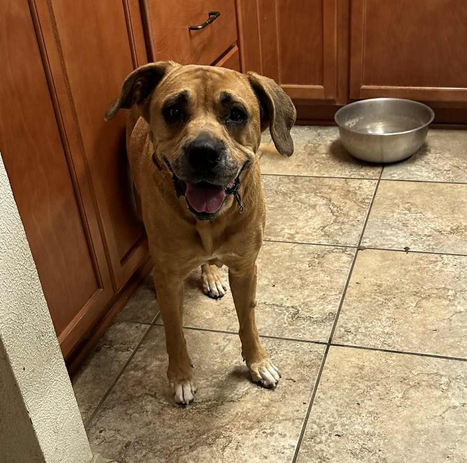 Sansa, a Adoptable mixed breed in Temple, TX image 5/6