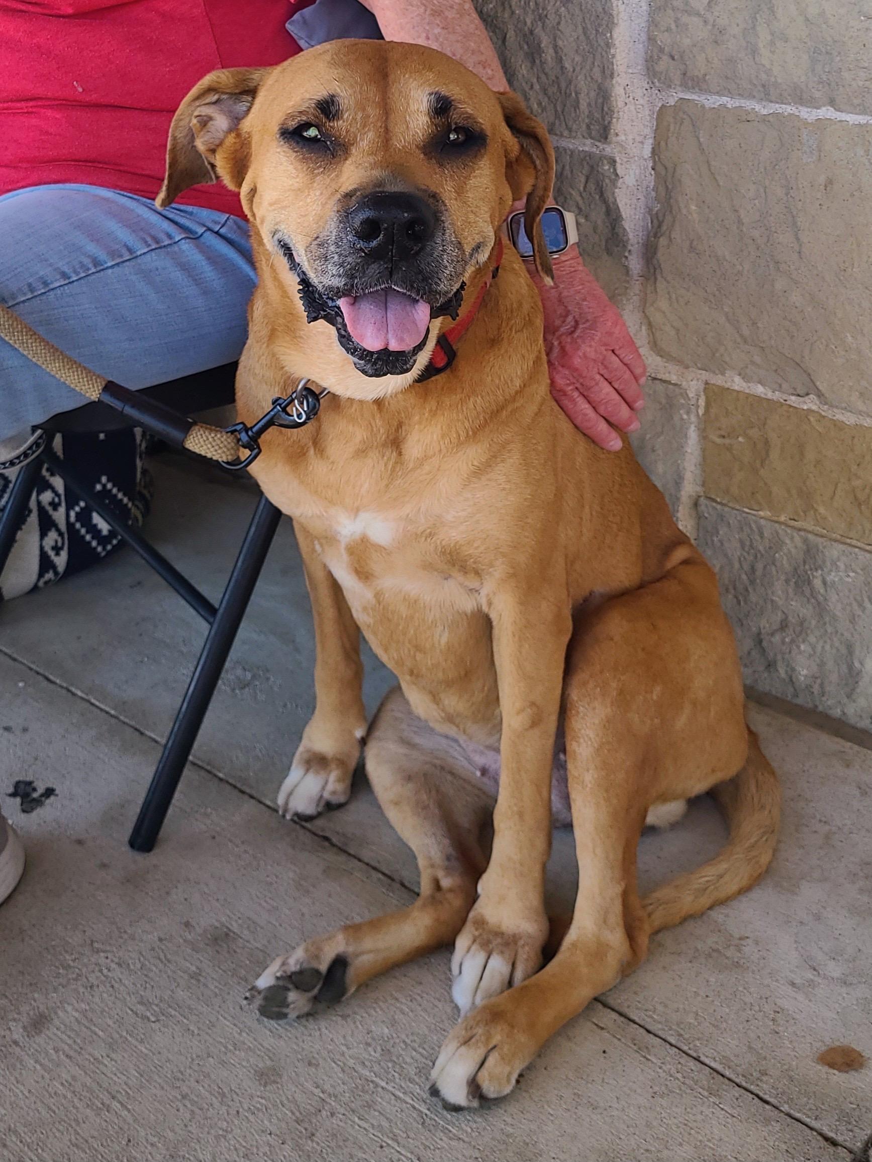 Sansa, a Adoptable mixed breed in Temple, TX image 6/6