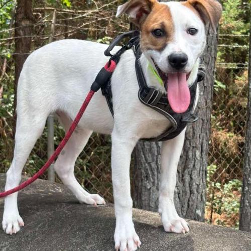 Enlarge Ernest, a Adoptable mixed breed in Washington DC, DC image 2/3