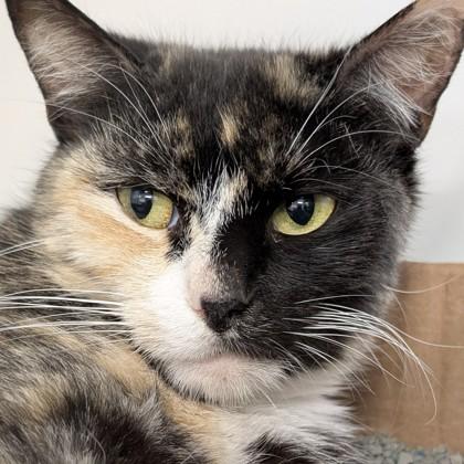 Advil, Adoptable, Adult Female Domestic Short Hair & Domestic Short Hair.