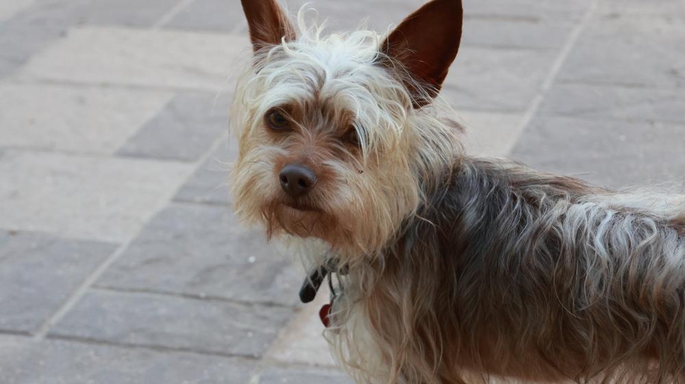 Enlarge Nino, a Adoptable mixed breed in Richmond, TX image 1/1