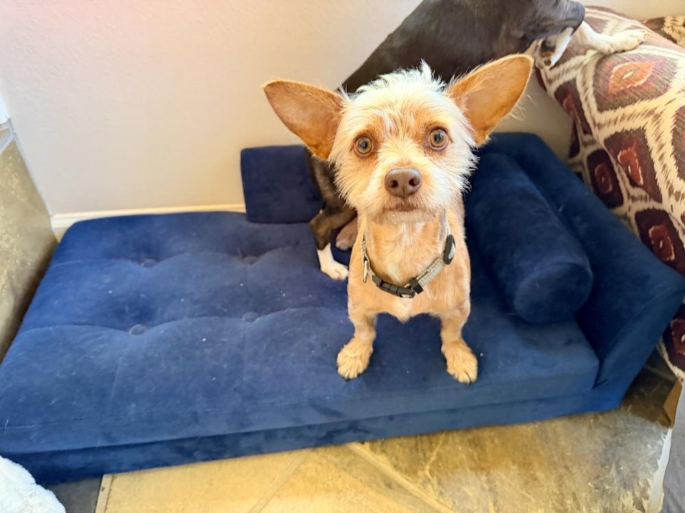 Enlarge Nino, a Adoptable mixed breed in Richmond, TX image 1/6