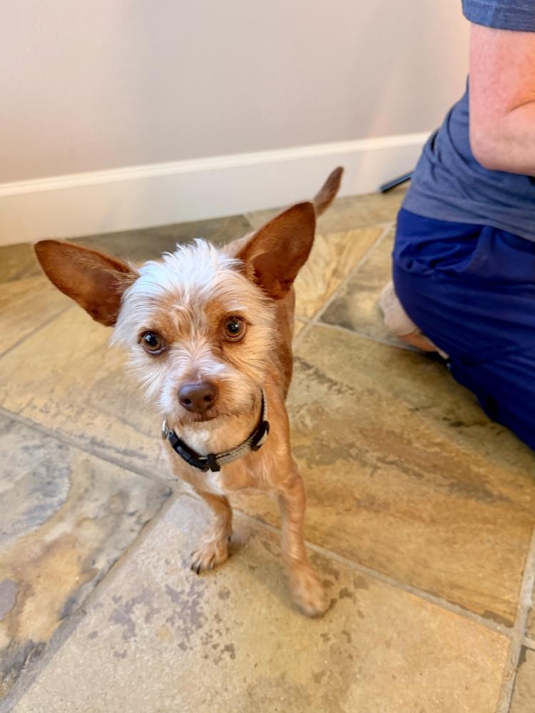 Enlarge Nino, a Adoptable mixed breed in Richmond, TX image 2/6