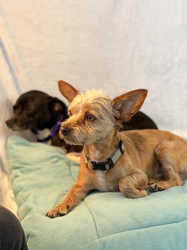Enlarge Nino, a Adoptable mixed breed in Richmond, TX image 3/6