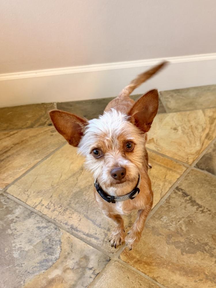 Enlarge Nino, a Adoptable mixed breed in Richmond, TX image 4/6