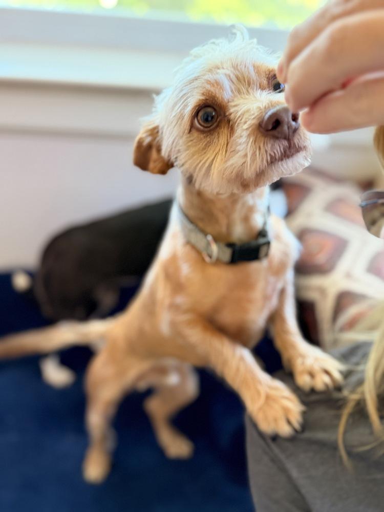 Enlarge Nino, a Adoptable mixed breed in Richmond, TX image 5/6