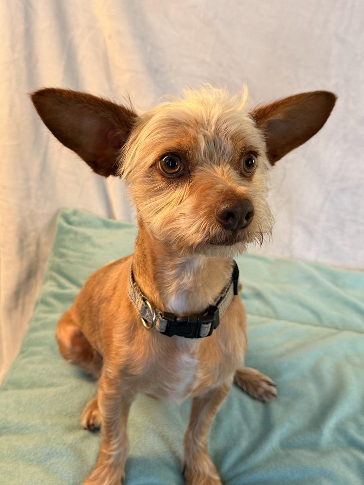 Enlarge Nino, a Adoptable mixed breed in Richmond, TX image 6/6