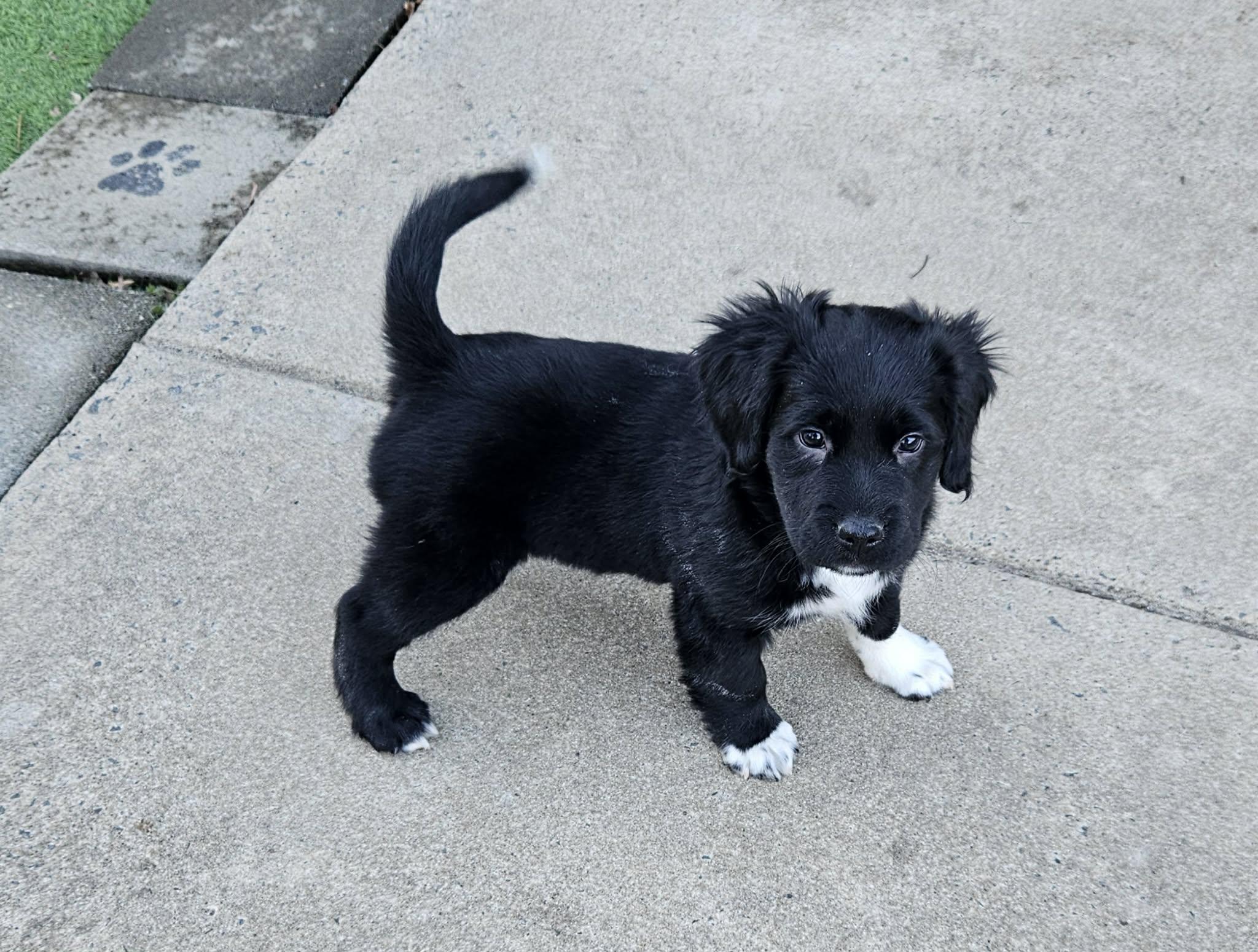 Enlarge Mystery, a ADOPTABLE mixed breed in Mount Pleasant, NC image 1/1