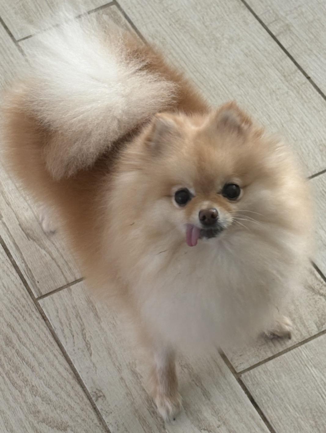 Enlarge Come on Little Suzy!!!, a ADOPTABLE Pomeranian in Fort Myers Beach, FL image 1/2