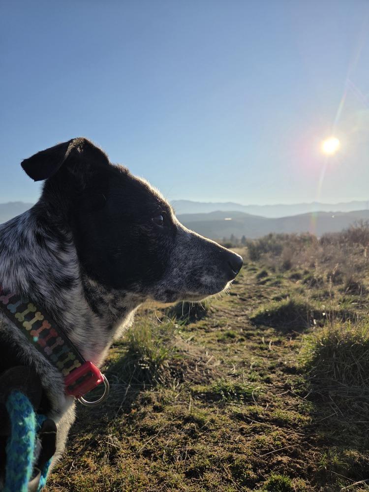 Enlarge Kira, a Adoptable mixed breed in Salmon, ID image 1/2