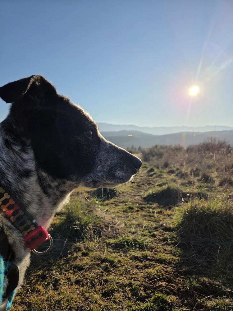 Enlarge Kira, a Adoptable mixed breed in Salmon, ID image 2/2